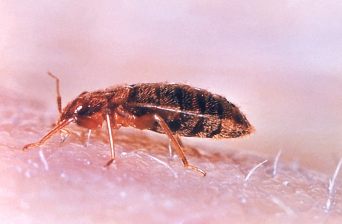 Bugs infestation bedbug rochester pest know plosnite infestations k9 fault rid midwest