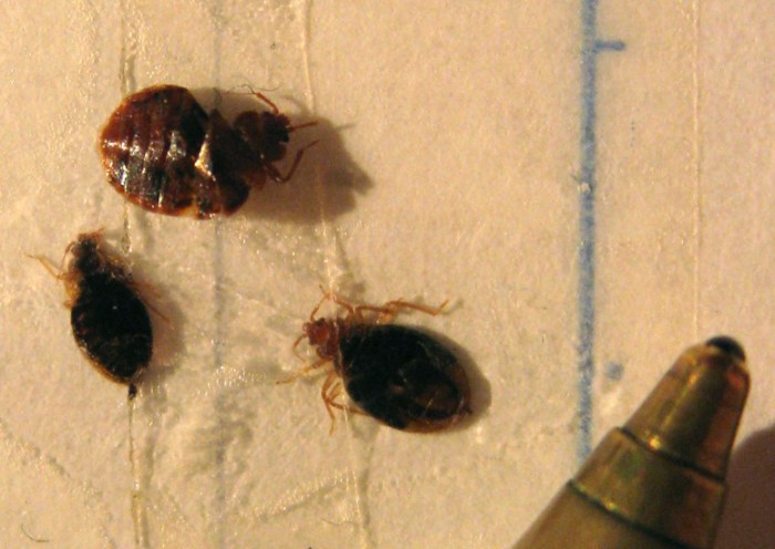 Bed bugs paris